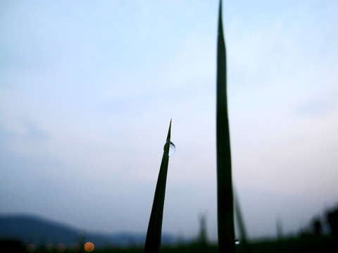 禾苗與露珠