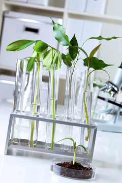 在綠色植物生物學(xué)實(shí)驗(yàn)室