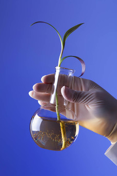 在綠色植物生物學(xué)實(shí)驗(yàn)室