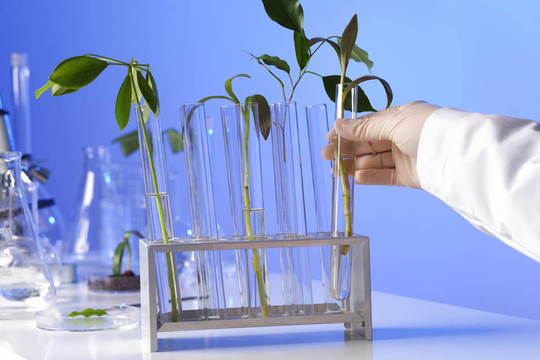 在綠色植物生物學(xué)實驗室