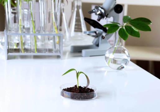 在綠色植物生物學(xué)實驗室