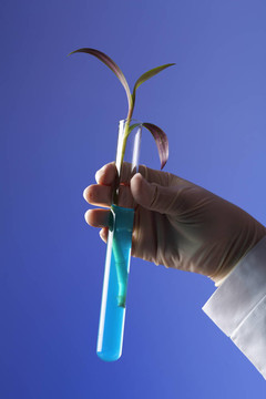 在綠色植物生物學(xué)實驗室