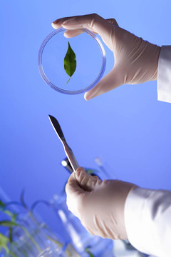 在綠色植物生物學(xué)實(shí)驗(yàn)室