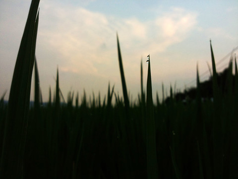 禾苗