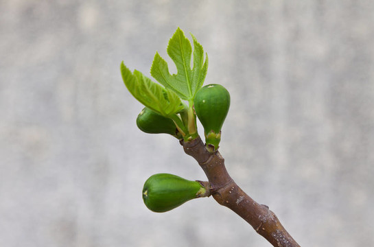 我生長的無花果