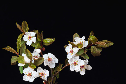 櫻花枝