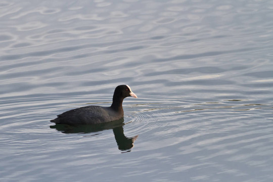 骨頂雞（Fulica atra）