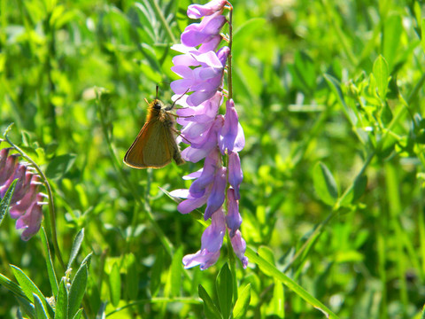 Brown Moth的野花