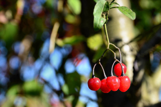 樹(shù)枝上的紅色果實(shí)