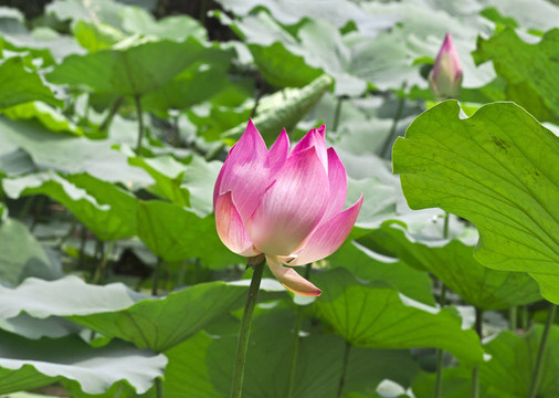 蓮花