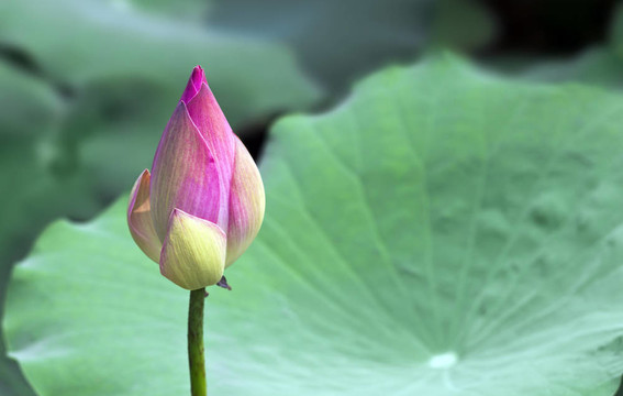蓮花