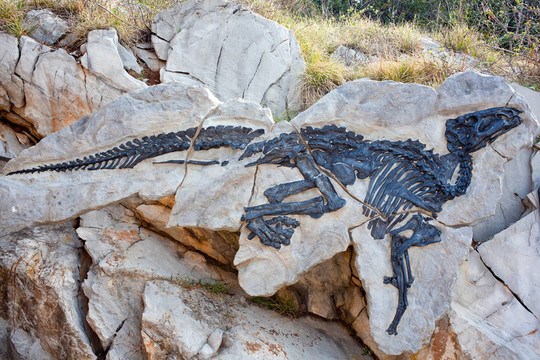 dinosauro安東尼奧；Tethyshadros insularis