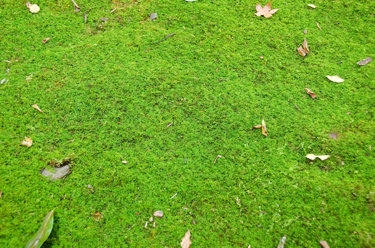 綠色的苔蘚背景