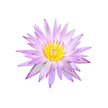 蓮花
