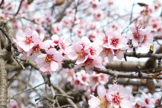 杏仁粉紅花。