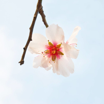 杏仁粉紅花。