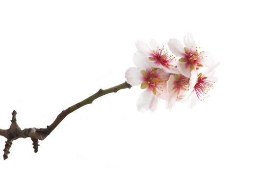 杏仁粉紅花。
