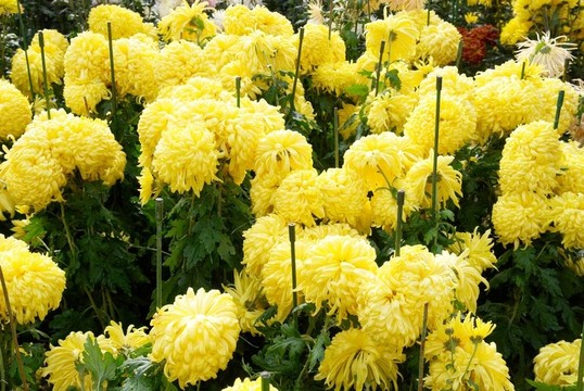 黃色的菊花田。