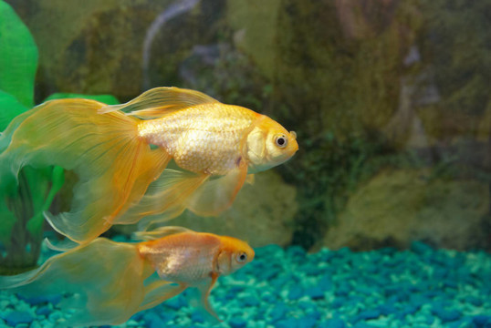 熱帶金魚(yú)