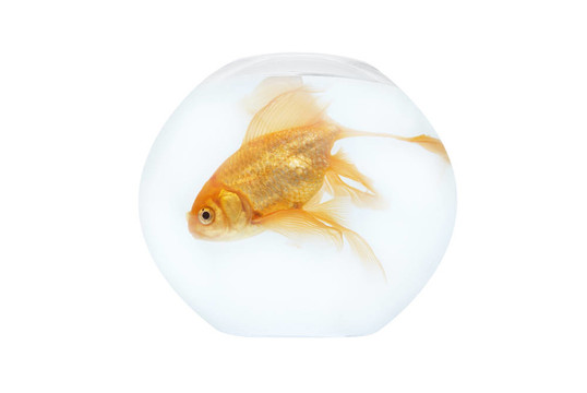 魚(yú)缸里的金魚(yú)