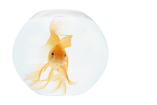 魚缸里的金魚