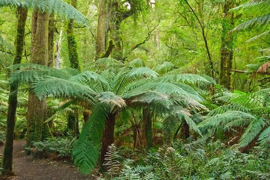 雨林；Victoria；澳大利亞