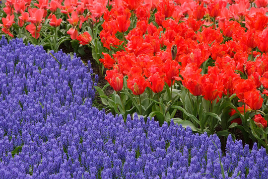 春季花壇