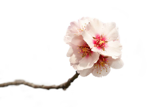 杏仁粉紅花。