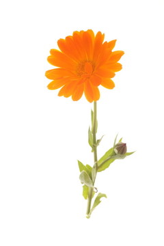 黃色橙色菊花花