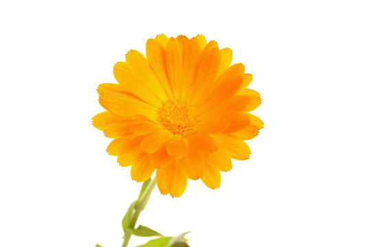 黃色橙色菊花花