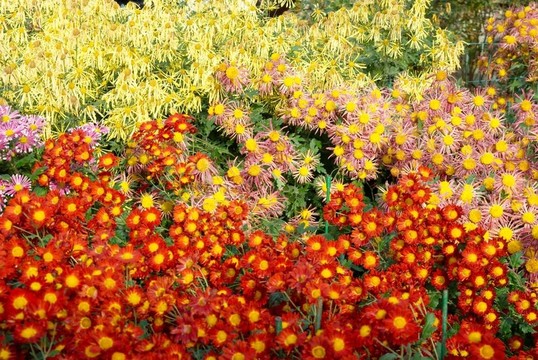 紅色，黃色和橙色的菊花田。