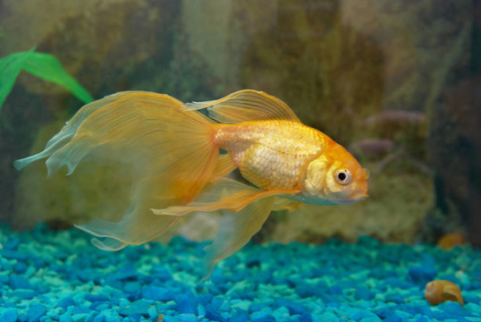 熱帶金魚