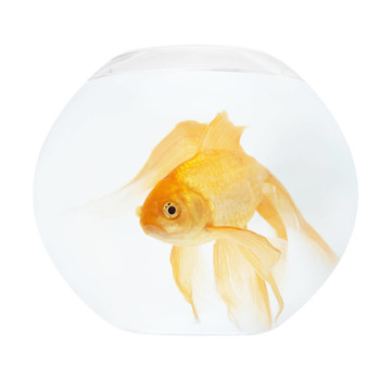 魚缸里的金魚
