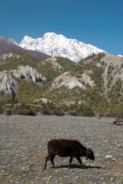與牦牛和高山景觀。