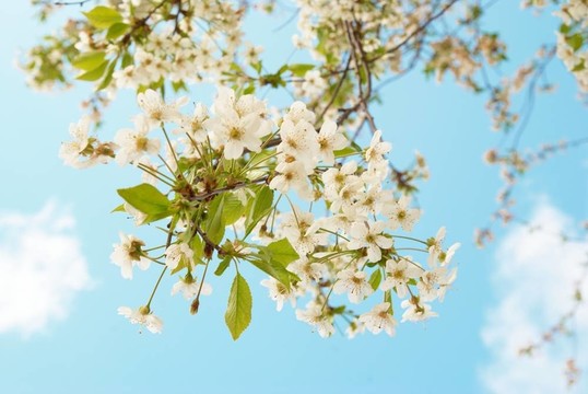 白色的櫻花