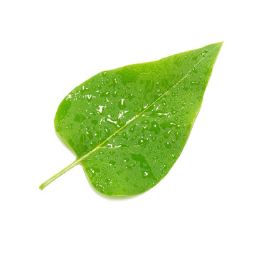 綠色紫丁香葉