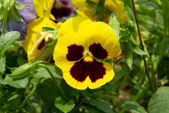 三色堇花