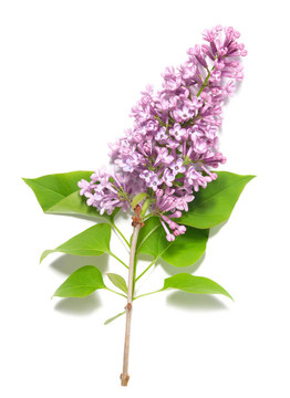 紫丁香樹枝