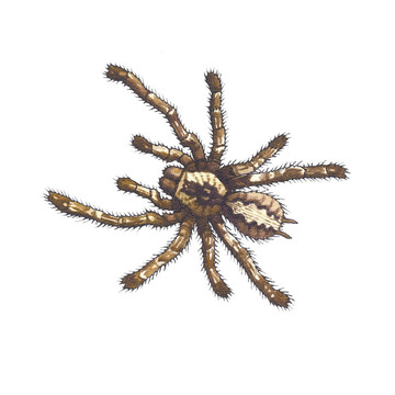 Aphonopelma -蜘蛛長肝