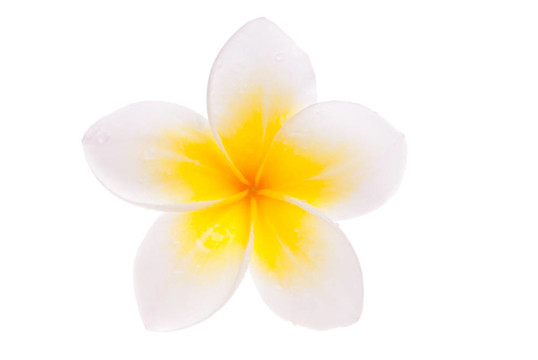 孤立的單黃熱門預(yù)訂鮮花