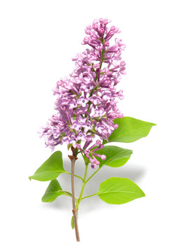 紫丁香樹枝