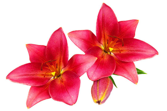 紅色的百合花