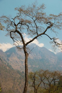西藏山景觀