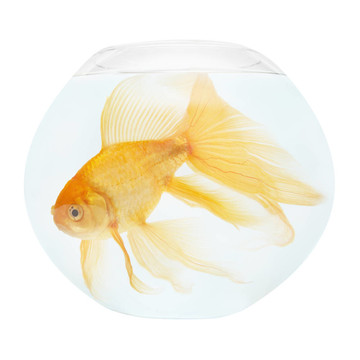 魚缸里的金魚