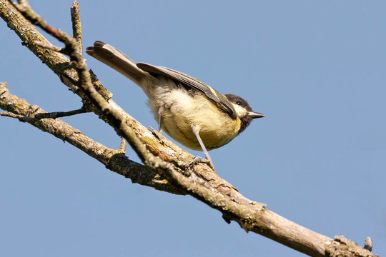 大山雀（Parus major）分支的藍天