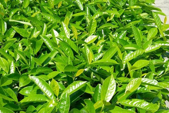 綠色的葉子
