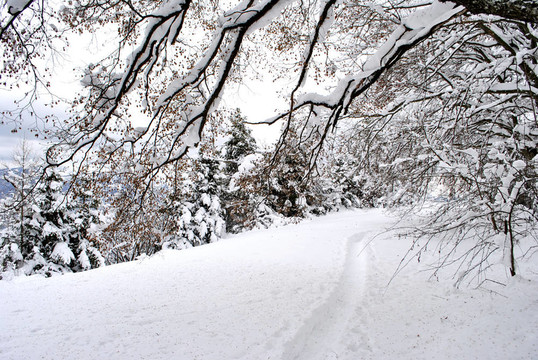 白雪覆蓋的