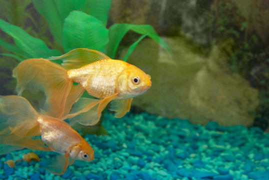 熱帶金魚