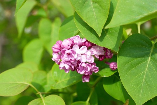 紫丁香樹枝