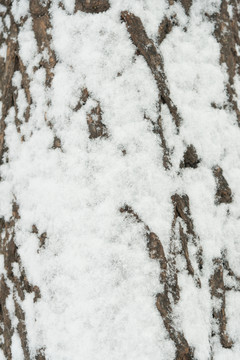 樹干 雪